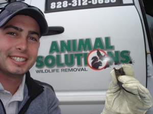 Mooresville NC Animal Removal