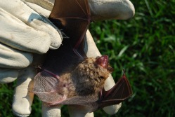 bats in a Lake Norman home