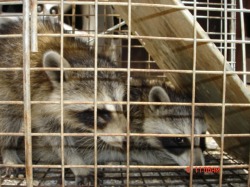 raccoon removal