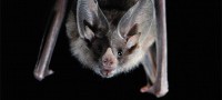 Batty! North Carolina bats in the attic