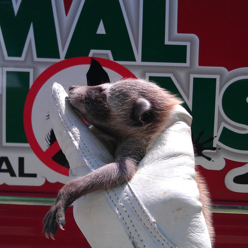 Raccoons In The Attic in Mooresville NC - Mooresville, NC | Animal