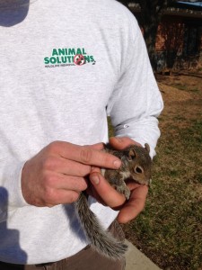 Squirrel Removal Mooresville NC 