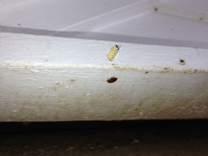 Bat Bugs