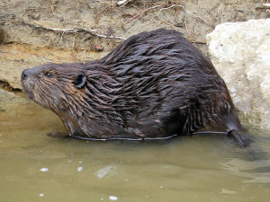 beaver