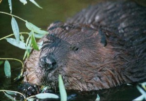 Beaver