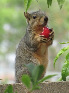 Squirrels in the Attic