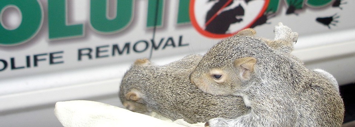 Squirrels in the Attic of My Mint Hill, NC Home