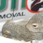 Squirrels in the Attic of My Mint Hill, NC Home