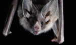 North Carolina Bats in the Attic