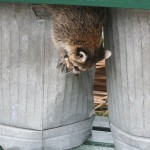 Raccoon Removal from Mooresville Home