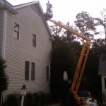 Bat Removal in Davidson