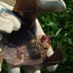 Bats in Your Lake Norman Home