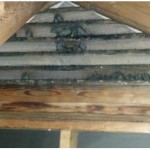 Bats in the Attic in Mooresville – Bat Removal