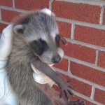 Raccoon Babies Removed From Huntersville Home