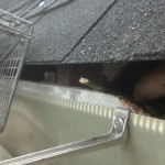 Squirrels in the attic in Mooresville NC