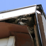 Raccoons Inside My House