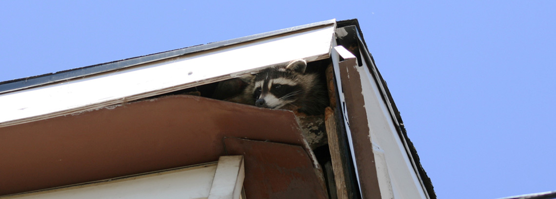 Raccoons Inside My House