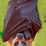 Bats in Mooresville, North Carolina
