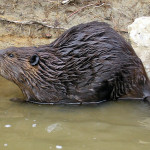 Hickory North Carolina backyard beaver dam