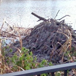 Oh No – Not Beavers in my Neighborhood