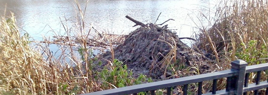 Oh No – Not Beavers in my Neighborhood