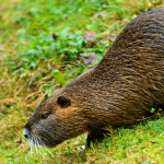 Muskrats on Your Lake Norman Property