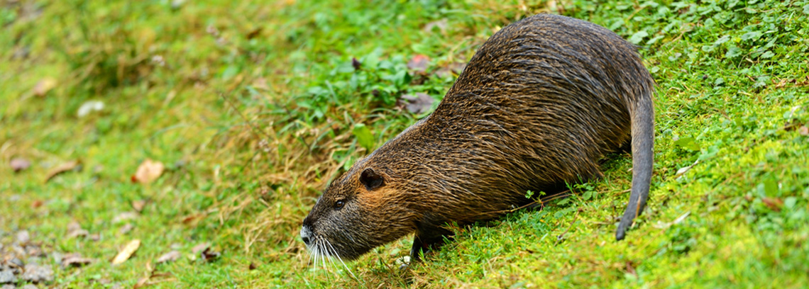 Muskrats on Your Lake Norman Property